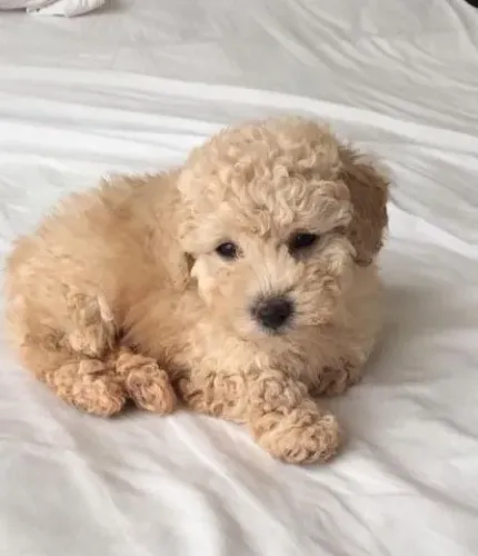 Filhotes de Poodle Criados com Carinho e Prontos Para Novos Lares