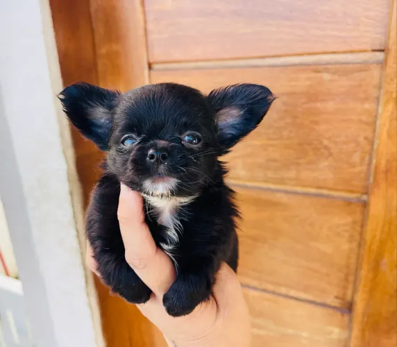 Chihuahua fofo e super pequenino macho Pelo longo