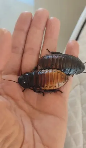 Baratas de Madagascar opção ótima como pets 