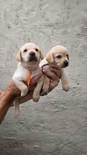 Labrador caramelo 