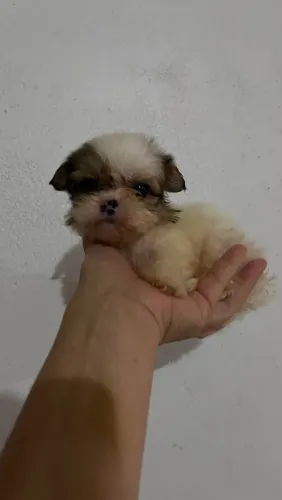 Shitzu macho miniatura
