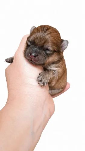 Macho de Lulu da Pomerânea pra reserva