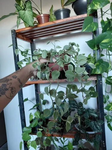 Plantas