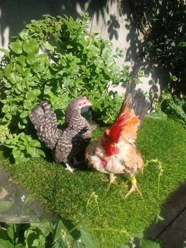 Vende se casal de mini caipira
