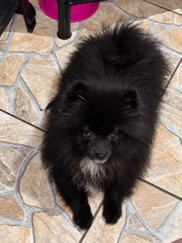 Lulu da pomerania 