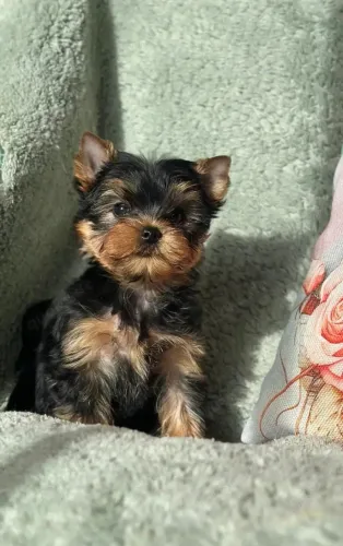 Filhote de cachorro yorkshire saudavel de temperamento muito docil
