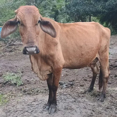 Vaca a venda