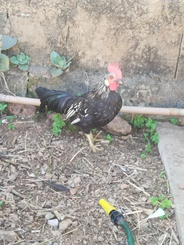 Garnisé macho