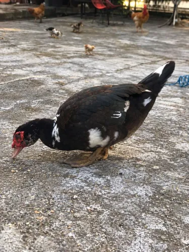 Pato vivo ou tratado