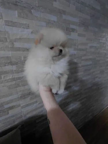 Lindo ursinho Spitz alemão Lulu Pronta entrega 