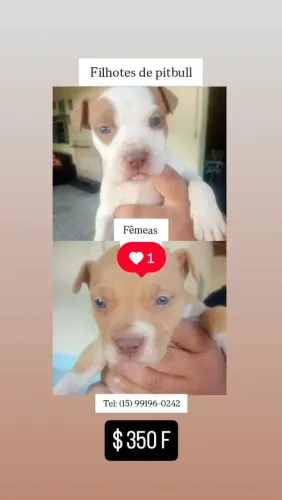 FILHOTES DE PITIBUL