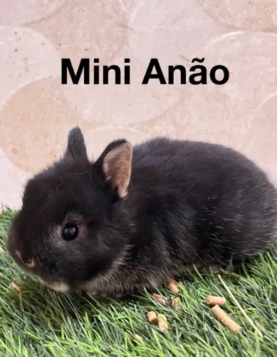 Mini Lion e mini anão