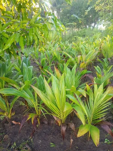 Palmeiras,coqueiro, plantas