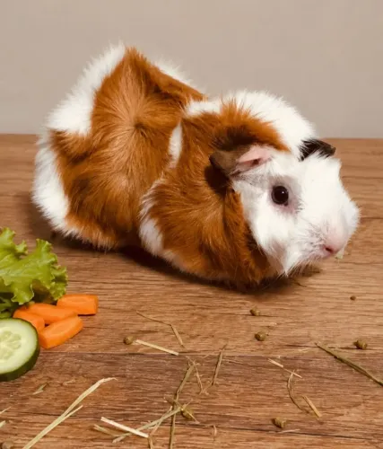 Porquinha da Índia Fêmea 3 meses Lindíssima 
