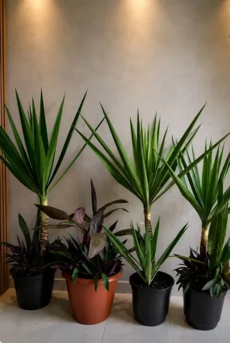 PLANTA NATURAL PERFEITA ?