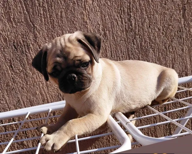 Macho PUG