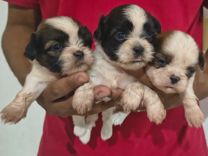 Filhotes de Shih-Tzu Fêmeas