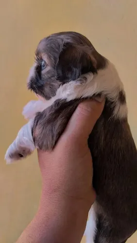 Shitzu