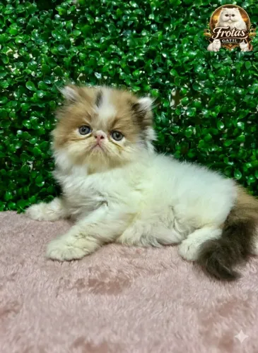 Gatinha Persa 3 cores 