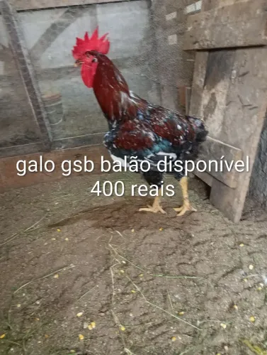 Gsb balão disponível pintinhos 14 unidades por 500 reais
