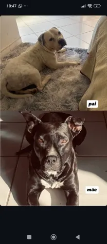 Vende-se filhotes de American bully