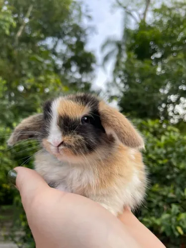 Filhotinhos de mini coelhos ler anúncio