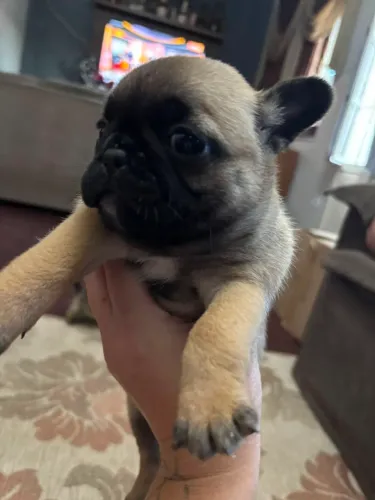 Buldogue francês fêmea