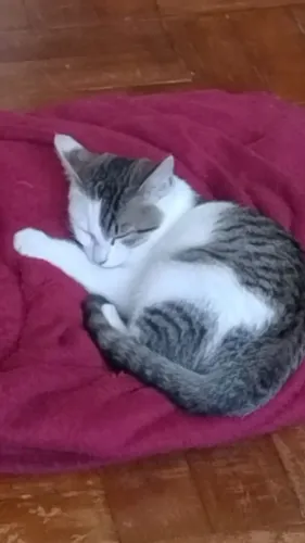 Gatinha 4 meses para adoção.