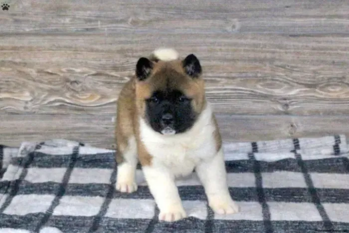 Akita imponente disponível - leve hoje