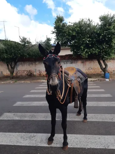 Burro chique