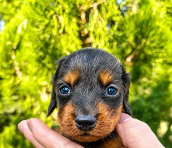 Dachshund