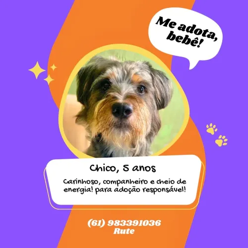 Adoção responsável 