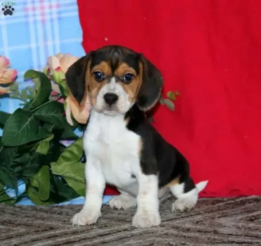 Beagle - Adquira Hoje | Últimos | WhatsApp