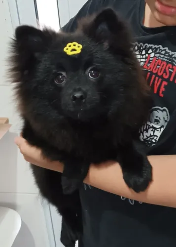 Lulu da Pomerânia 
