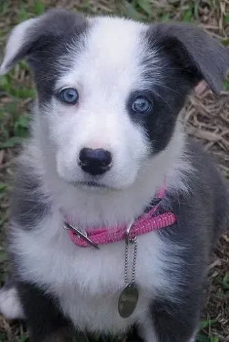 Border Collie - Cachorrinho Com Carinha De Xodó