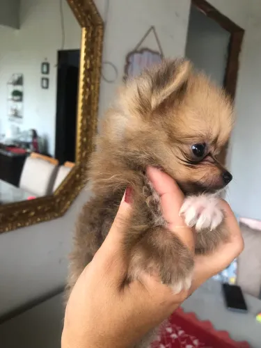 Vendo filhote de Lulu da Pomerania 