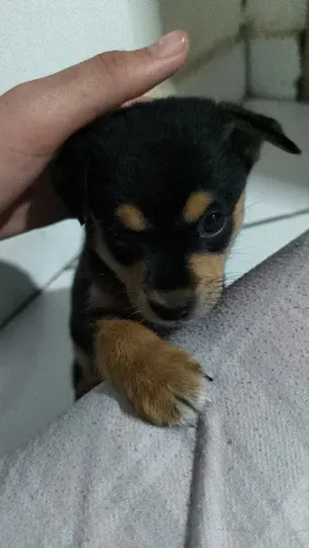 Filhote de cachorro em doação