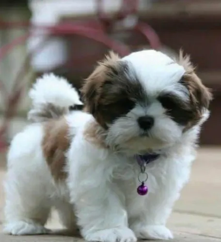 Filhotes de Shih Tzu | Amor que não tem fim