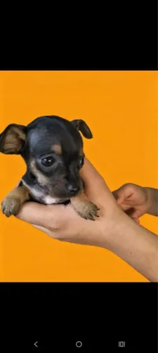 Pinscher ?