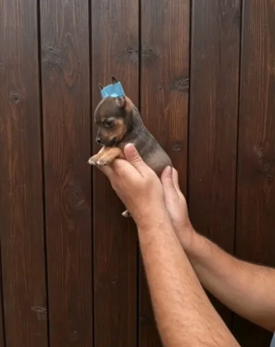Pet Dócil e Brincalhão