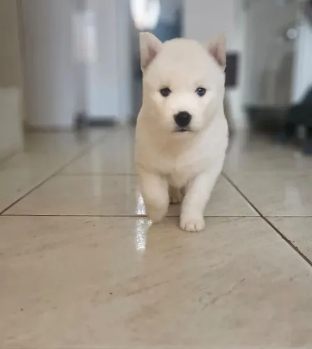  Filhotes de Husky Siberiano 