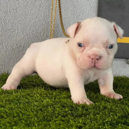 Bulldog francês charmoso e carinhoso 
