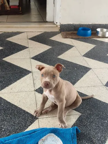 Cachorro Pitbull moster filhote 45 dias