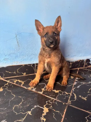 Pastor Belga malinois