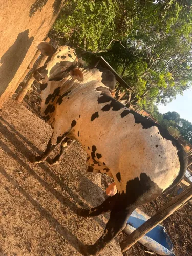 REPRODUTOR NELORE PINTADO À VENDA!