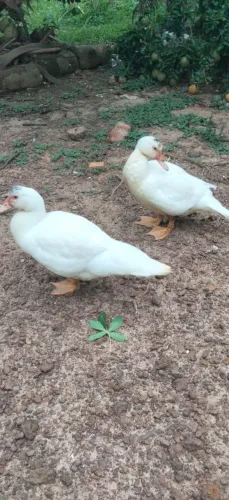 Pato 