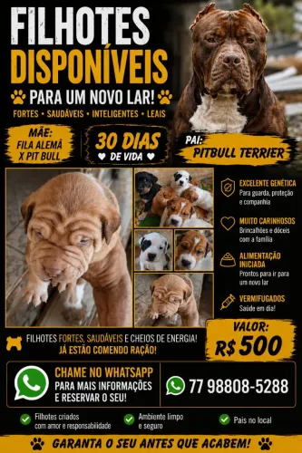 Filhote de pitbull com fila alemã!