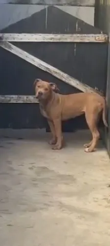 filhota fêmea de pitmonster