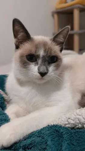 Doação de gata fêmea