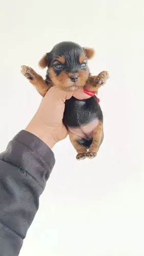 Yorkshire terrier com pedigree CBKC 